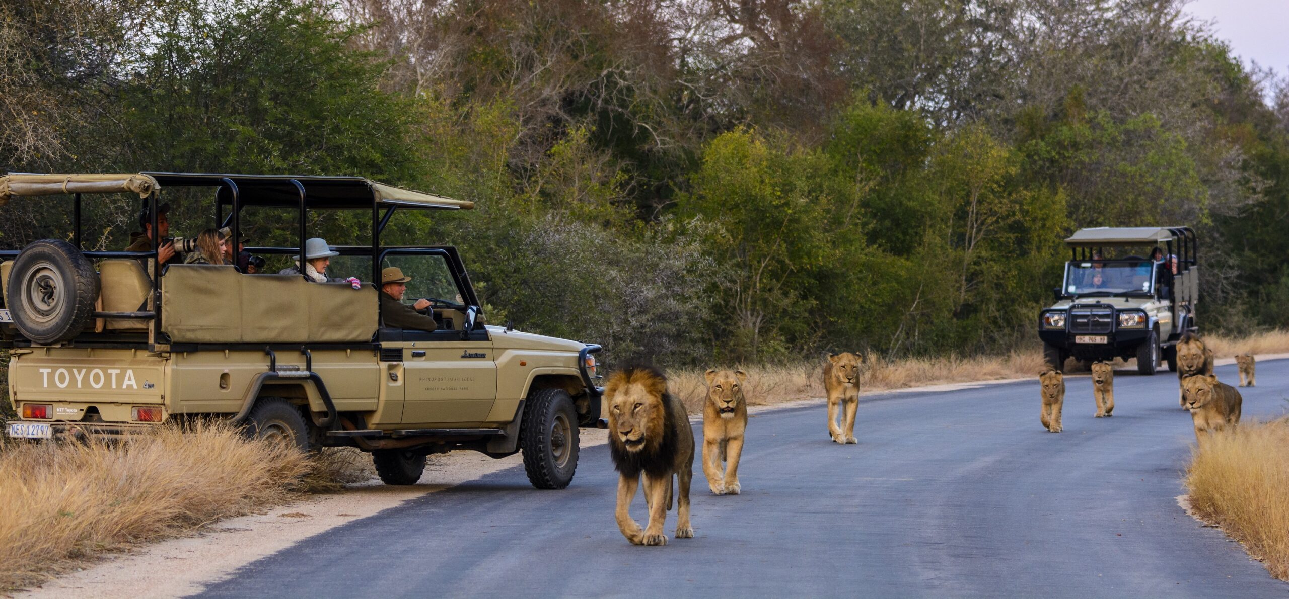 A pride of lions walking past safari vehicles in Kruger National Park, South Africa