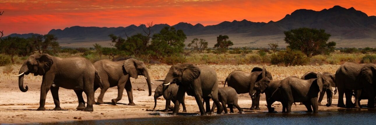 Africa Travel Guide