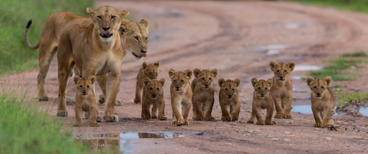 zimbabwe tours & safaris