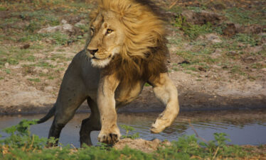 Northern Kafue & Busanga Plains Safari