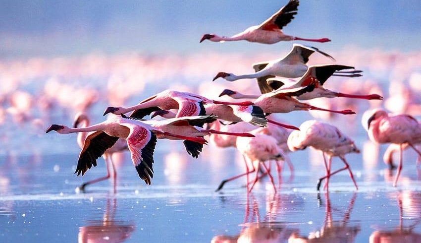 lake nakuru national park