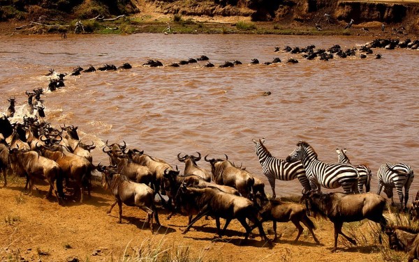 wildebeest migration