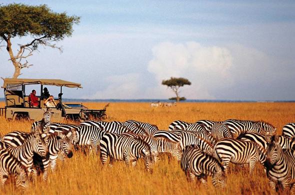 masai mara tour zebras