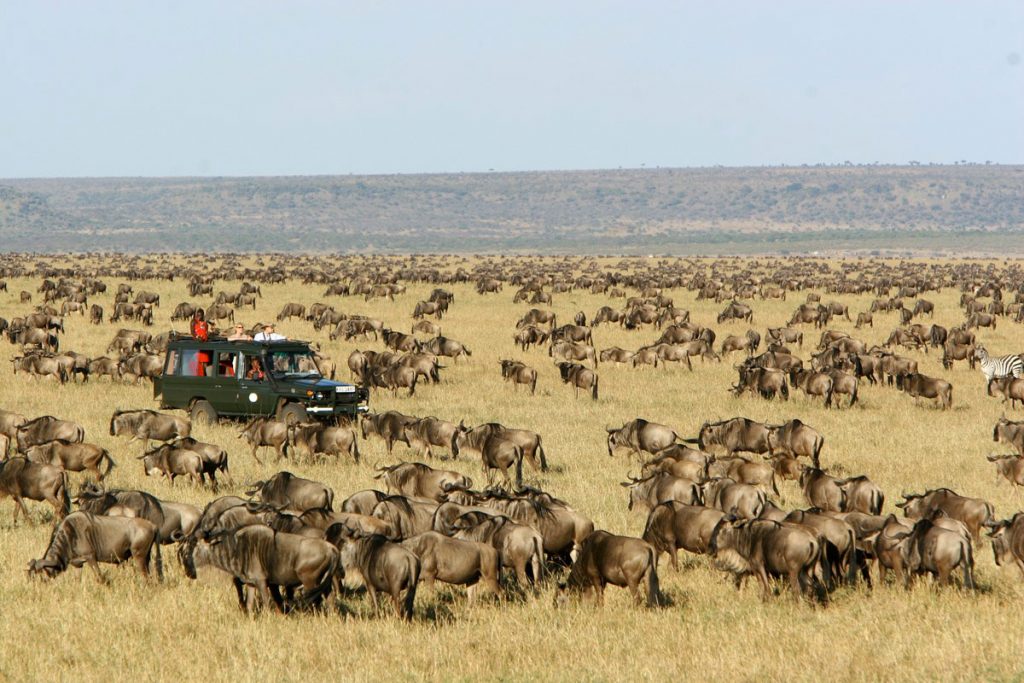 great migration masai mara national park