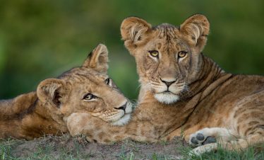 ultimate zambia and zimbabwe safari