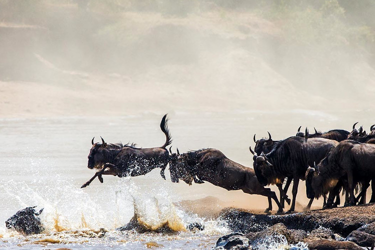 wildebeest migration safari crossing